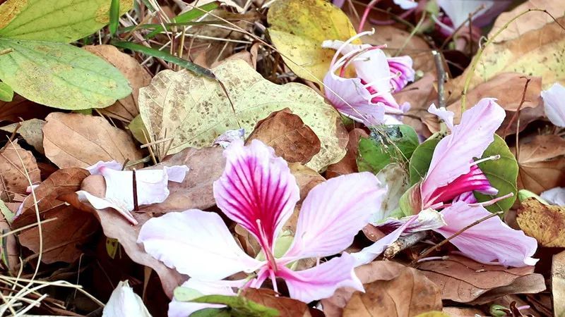 保山施甸白露花的這十種吃法你知道嗎