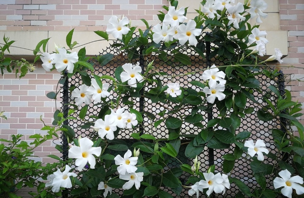 春天养花养棵双腺藤吧丰花勤花小阳台也开成花瀑布