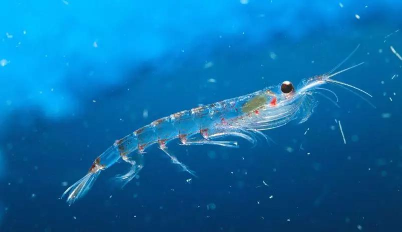 6.5亿吨的“海上金矿”南极磷虾，中国将会成为最大“黑马”（组图） - 1