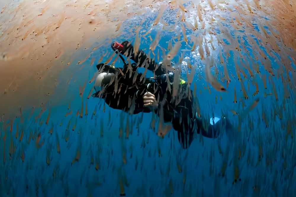 6.5亿吨的“海上金矿”南极磷虾，中国将会成为最大“黑马”（组图） - 3