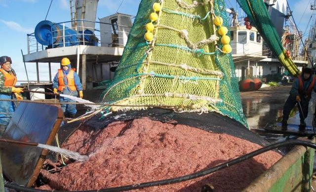 6.5亿吨的“海上金矿”南极磷虾，中国将会成为最大“黑马”（组图） - 5