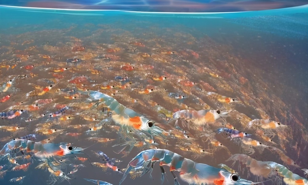 6.5亿吨的“海上金矿”南极磷虾，中国将会成为最大“黑马”（组图） - 4
