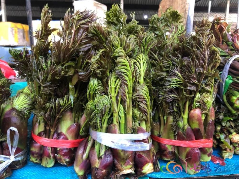 刺椿头采割后,漂洗干净,切成细丝煮食,也可用开水煮熟后洗净凉拌,味微