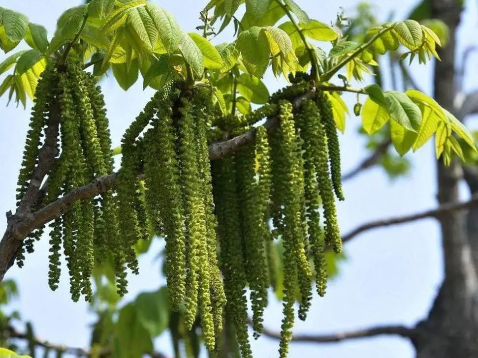 近半过敏性鼻炎9年内可发展至哮喘为了防止进展为哮