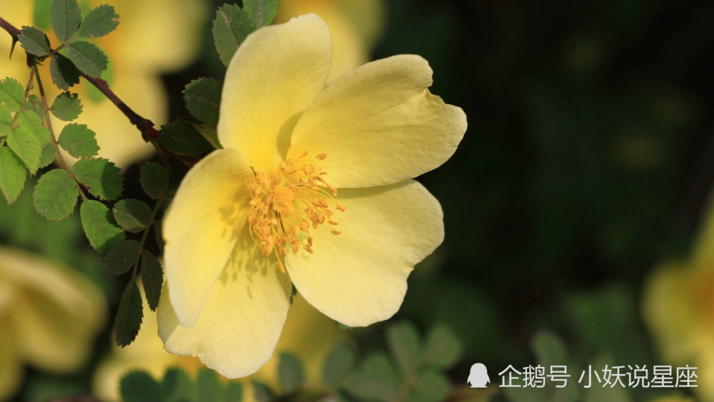 3月24日爱情运势 痴情绝对 情比金坚的四大星座 腾讯新闻