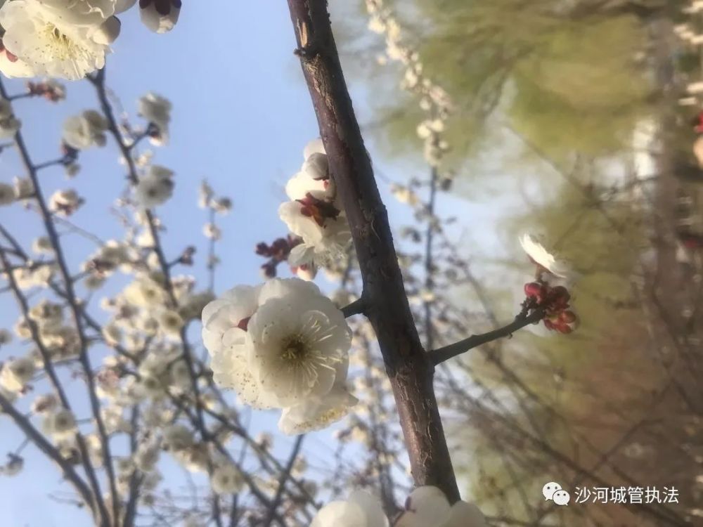 沙河:這幾個公園的花都開了,來拍抖音吧