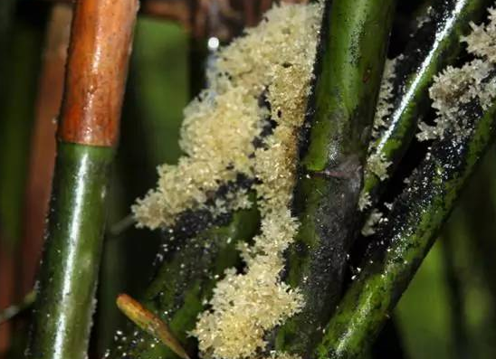 俗称"竹燕窝",竹子被虫咬后开的花,若遇到别嫌弃,1百多元1斤_腾讯新闻