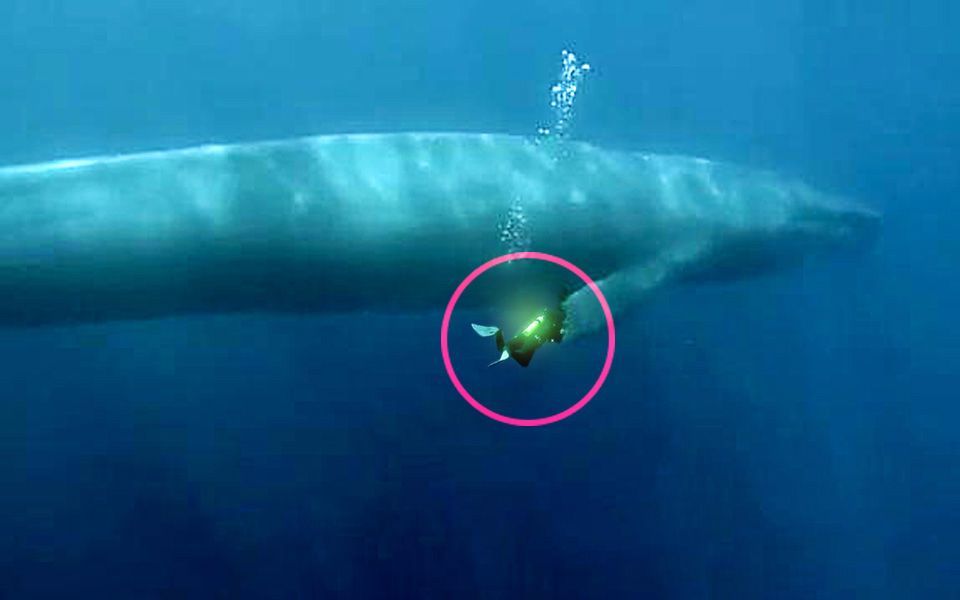 地球上至今还活着的最大生物是什么 无法遏制 它仍在不断狂长 腾讯新闻