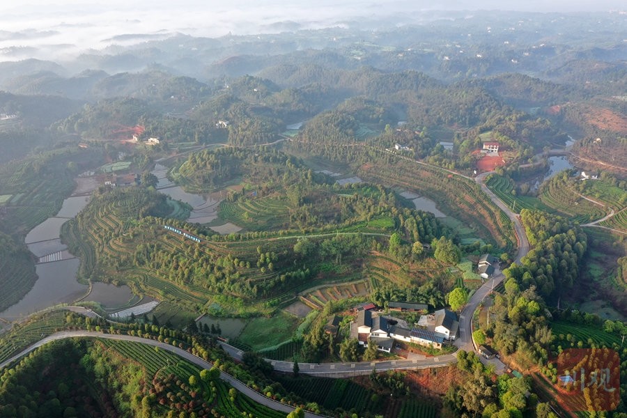 宜宾市翠屏区金秋湖镇智慧茶园一景.