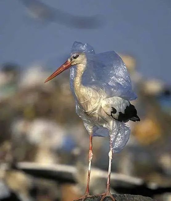 还有一部分,最终会被无辜的动物吃掉.