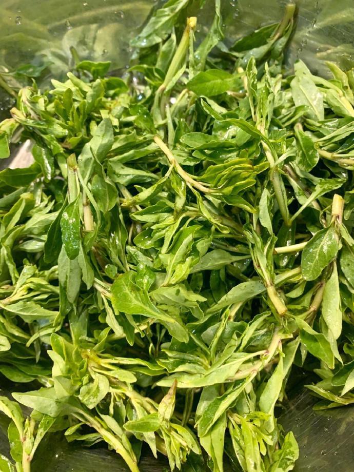 枸杞叶子,你们地方上吃吗?怎么吃?_腾讯新闻