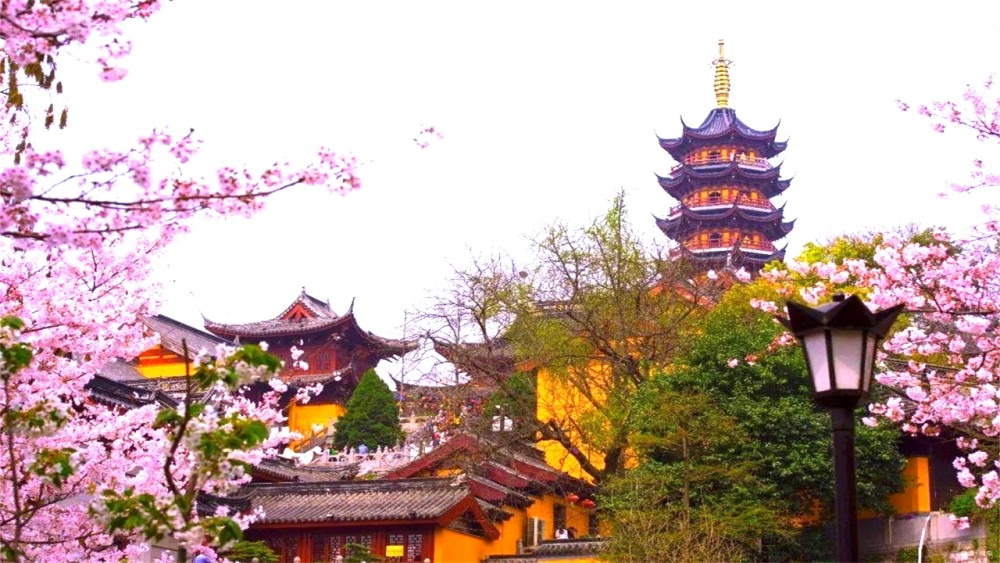 而且當地的賞櫻聖地也不僅僅只有雞鳴寺,情侶園,燕子磯 ,林業大學,綠