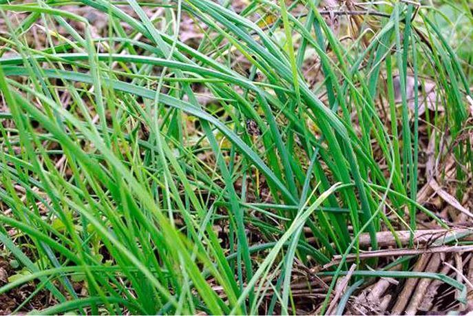 广元味道,餐桌上常见的春味你吃过几样?