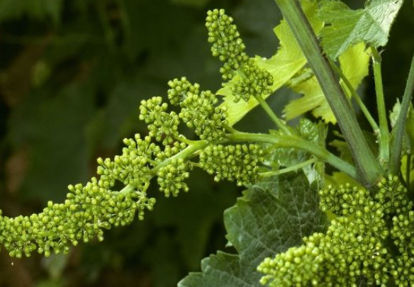 在葡萄开花期之前预防和控制病虫害 避免药物使葡萄品质下降 腾讯新闻