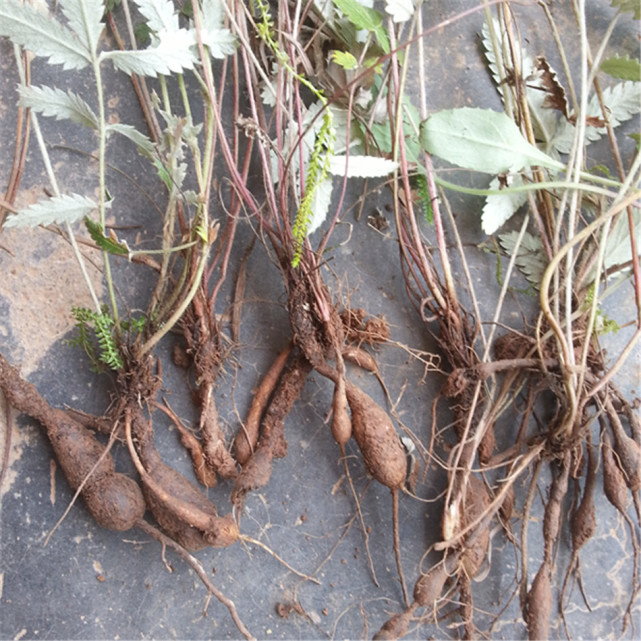 1种白羽草以往在农村喂猪如今被称作鸡腿参价值贵