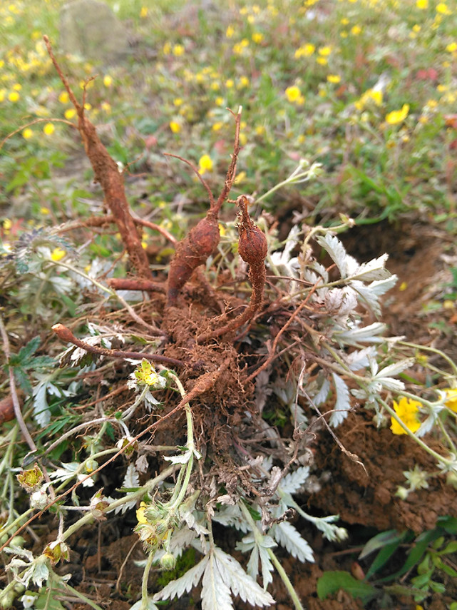 1种白羽草以往在农村喂猪如今被称作鸡腿参价值贵