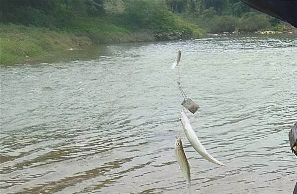 七星钩钓白条这么用一个鱼桶都不够用