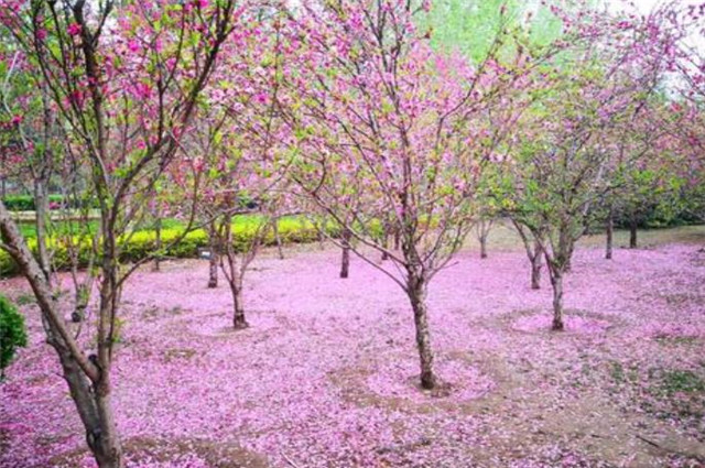 落花落英诗10首,落花诗未必都伤感,还有芳草鲜美,落英缤纷