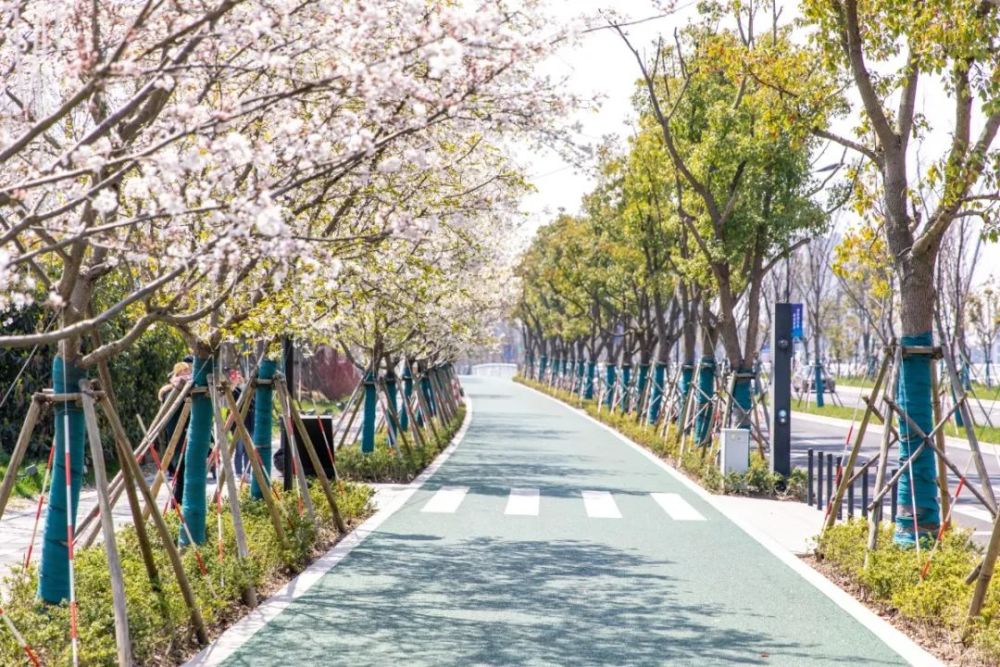 把春光捧在手中新片区这条樱花大道你值得拥有