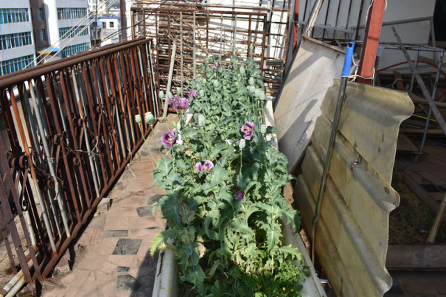 文山有人在阳台种植罂粟