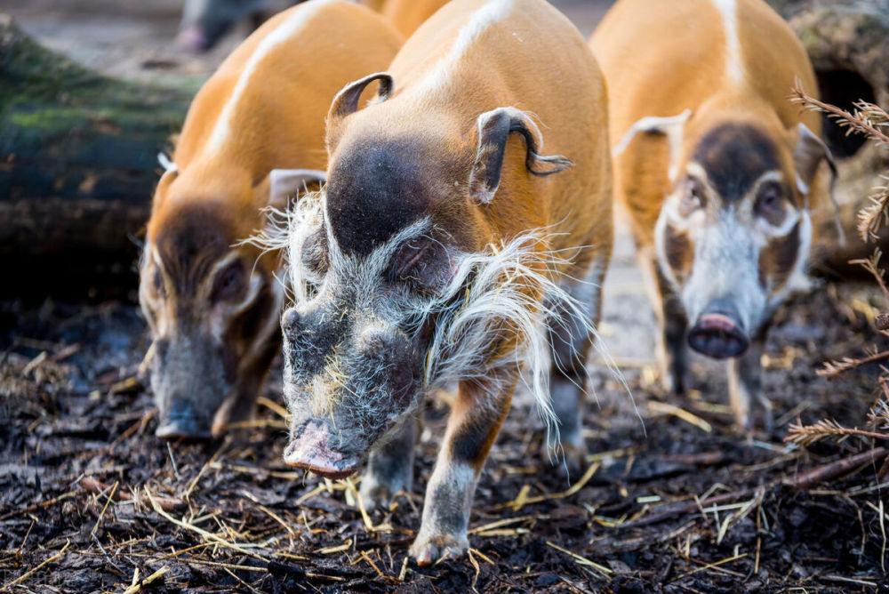 明明泛滥成灾,为何养不活非洲人民?_腾讯新闻