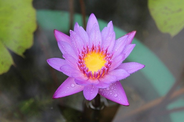 睡莲都有什么颜色各色睡莲图片大全 腾讯新闻