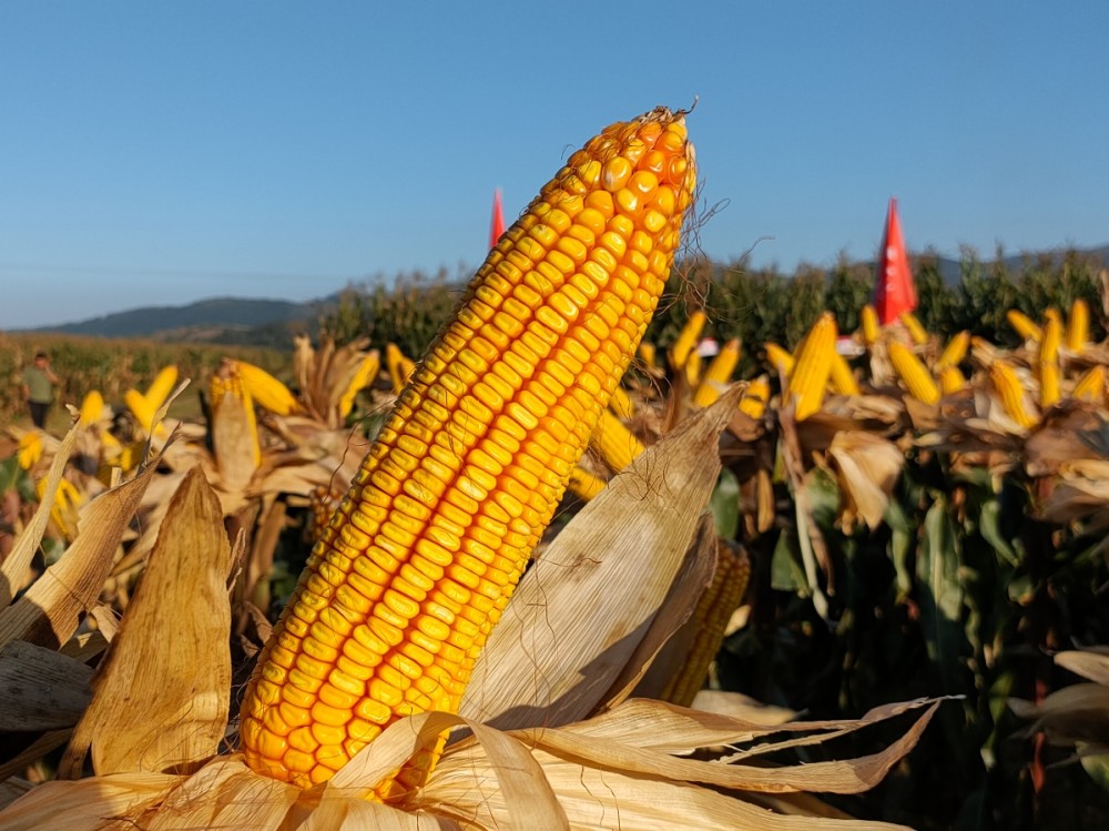 川单99打赢王者之战中国玉米良种库再添王牌