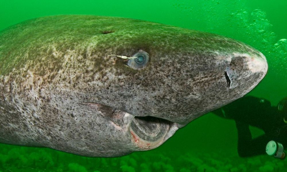 从512岁到392岁地球上活着最长寿的格陵兰鲨长5米49