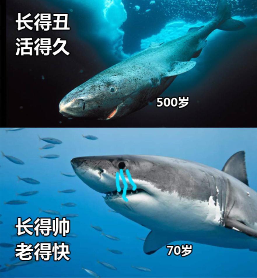 从512岁到392岁地球上活着最长寿的格陵兰鲨长5米49