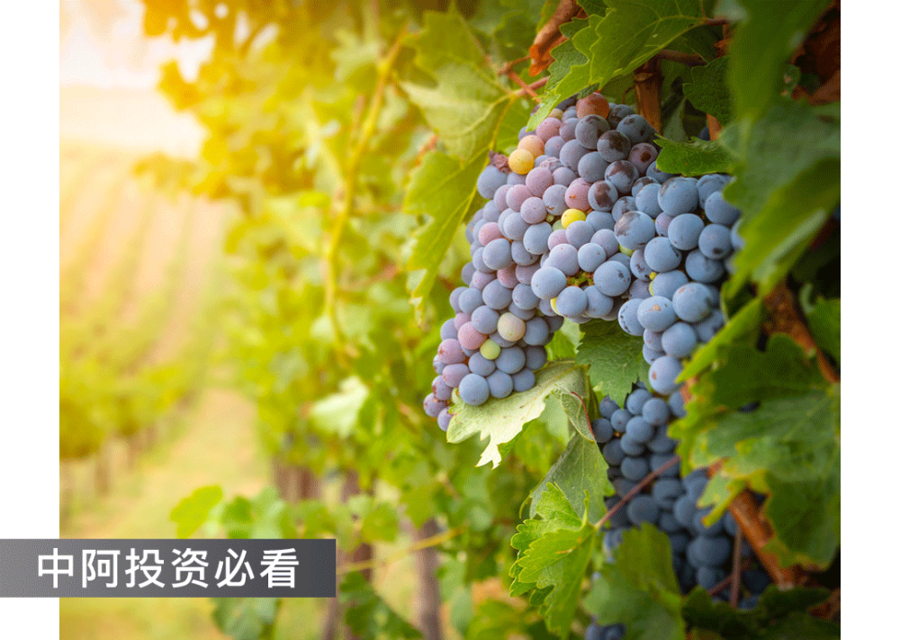 埃及是世界上某些农作物的十大出口国和生产国之一