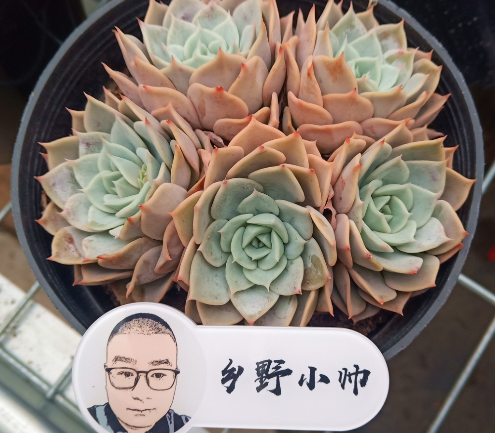 养多肉遇梅雨季 做好这三点 轻松解决多肉叶片发霉 腾讯新闻