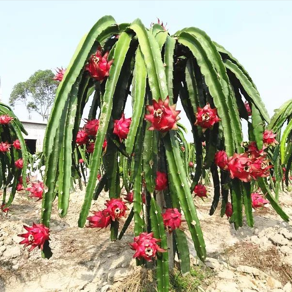 生长期施肥定植后至开花结果前为火龙果生长期,该时期以勤施薄肥为