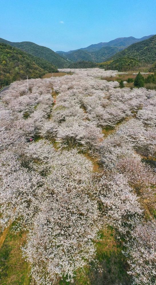 春日赏花325赏上虞樱花谷覆卮山古村梯田油菜花一日