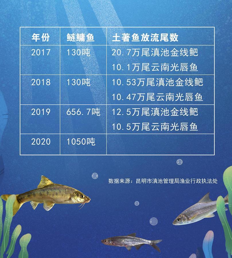 我的兄弟回來了滇池23條魚的故事