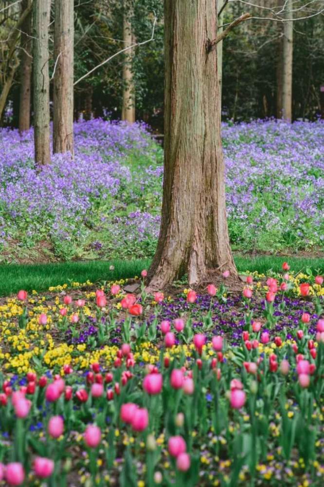 崇明郁金香花展图片