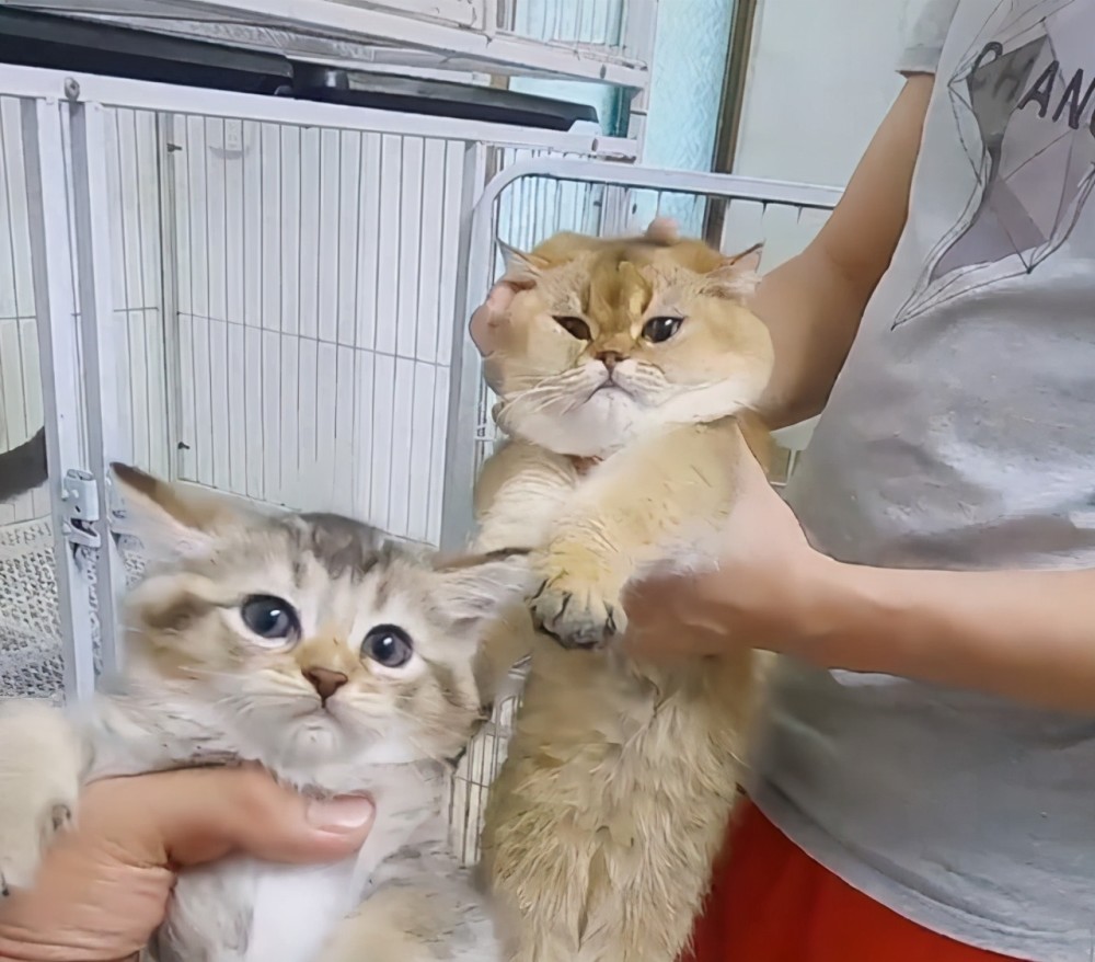 金渐层祸祸了布偶猫 这是生了一窝啥 不像爸也不像妈 腾讯新闻