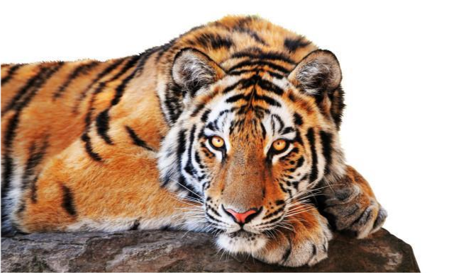 变种也已灭绝华南虎为何如此现状难道终将灭绝