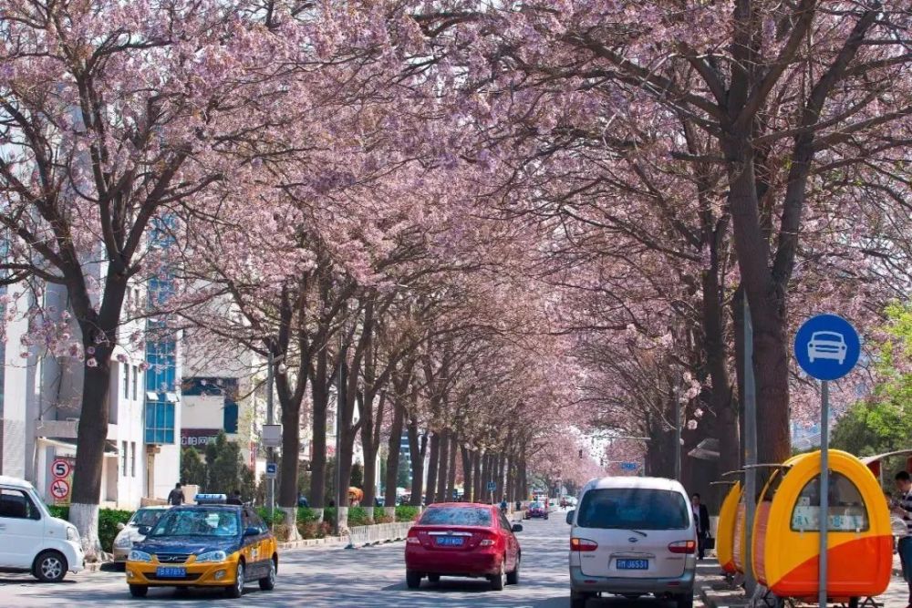 只知道北京有金秋赏银杏的街道,有夏初看古槐的胡同,却不知成片的泡桐