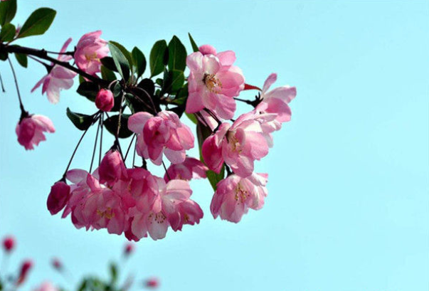 未来25天红鸾添喜桃花入命结识真爱获良缘一见钟情的星座