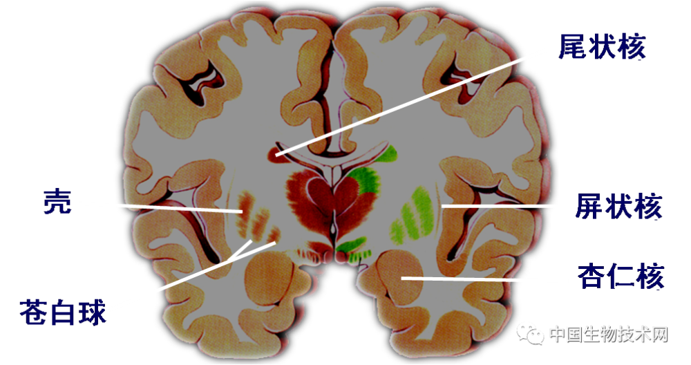 有益思诸事不顺有了神经生物学解释与杏仁核有关