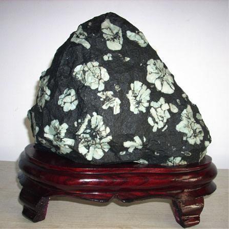 洛阳牡丹石,盛世风华满人间_腾讯新闻