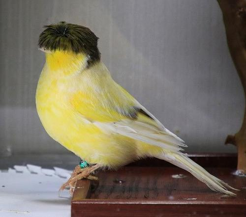 鸟界的西瓜头格洛斯特金丝雀