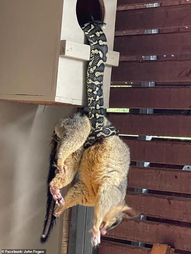 蟒蛇缠住一只大负鼠,吊在半空中,负鼠这么大能吞下去么_腾讯新闻