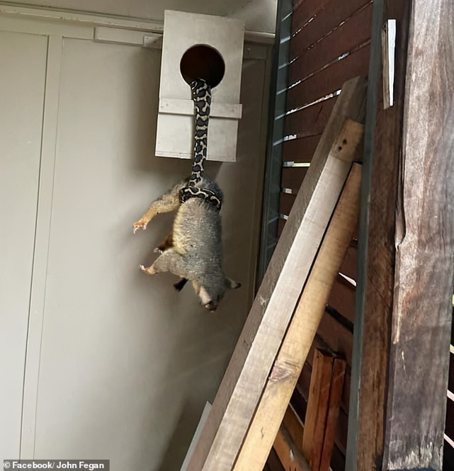 罕见的一幕!蟒蛇缠住一只大负鼠,吊在半空中,负鼠这么大能吞下去么