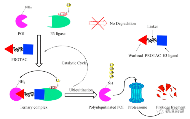 降解劑,這些科學問題亟需解決|血小板|泛素連接酶|小分子|藥物|細胞