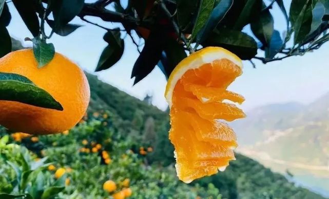 奉节脐橙与蜂蜜橙哪个好吃(奉节脐橙和四川脐橙哪个好吃)