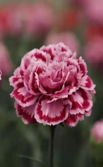 康乃馨有几种颜色