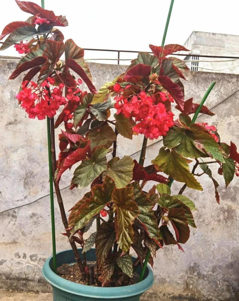 28种耐阴花 没光也能开爆盆 养在家里超有范儿 腾讯新闻