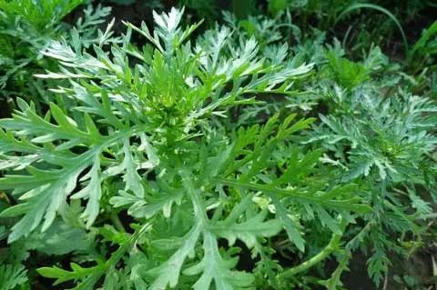 此时的洪江大地,遍地蒿草,带着一股特殊的泥土清新气息.