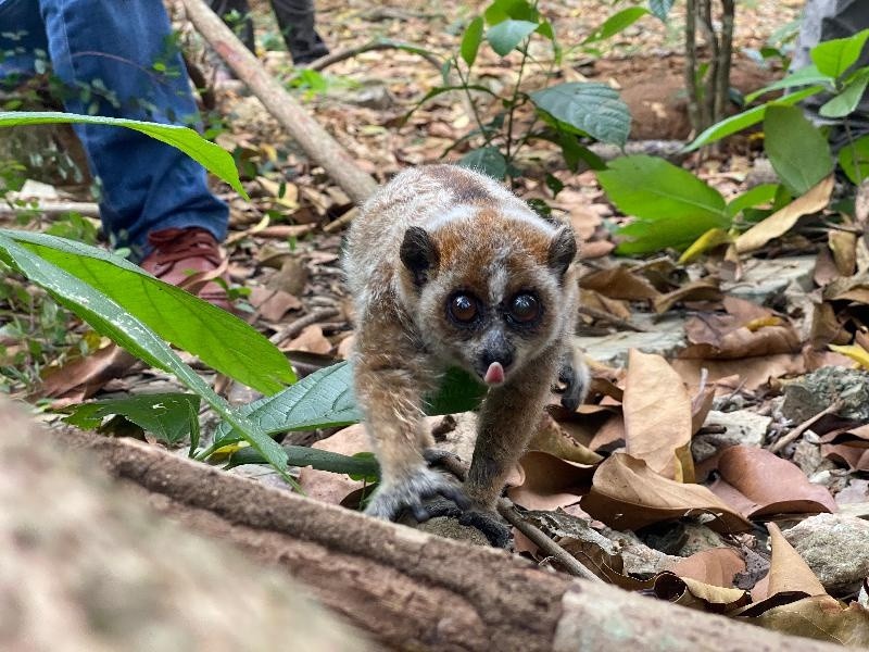 弄岗保护区救助一只国家一级保护动物倭蜂猴